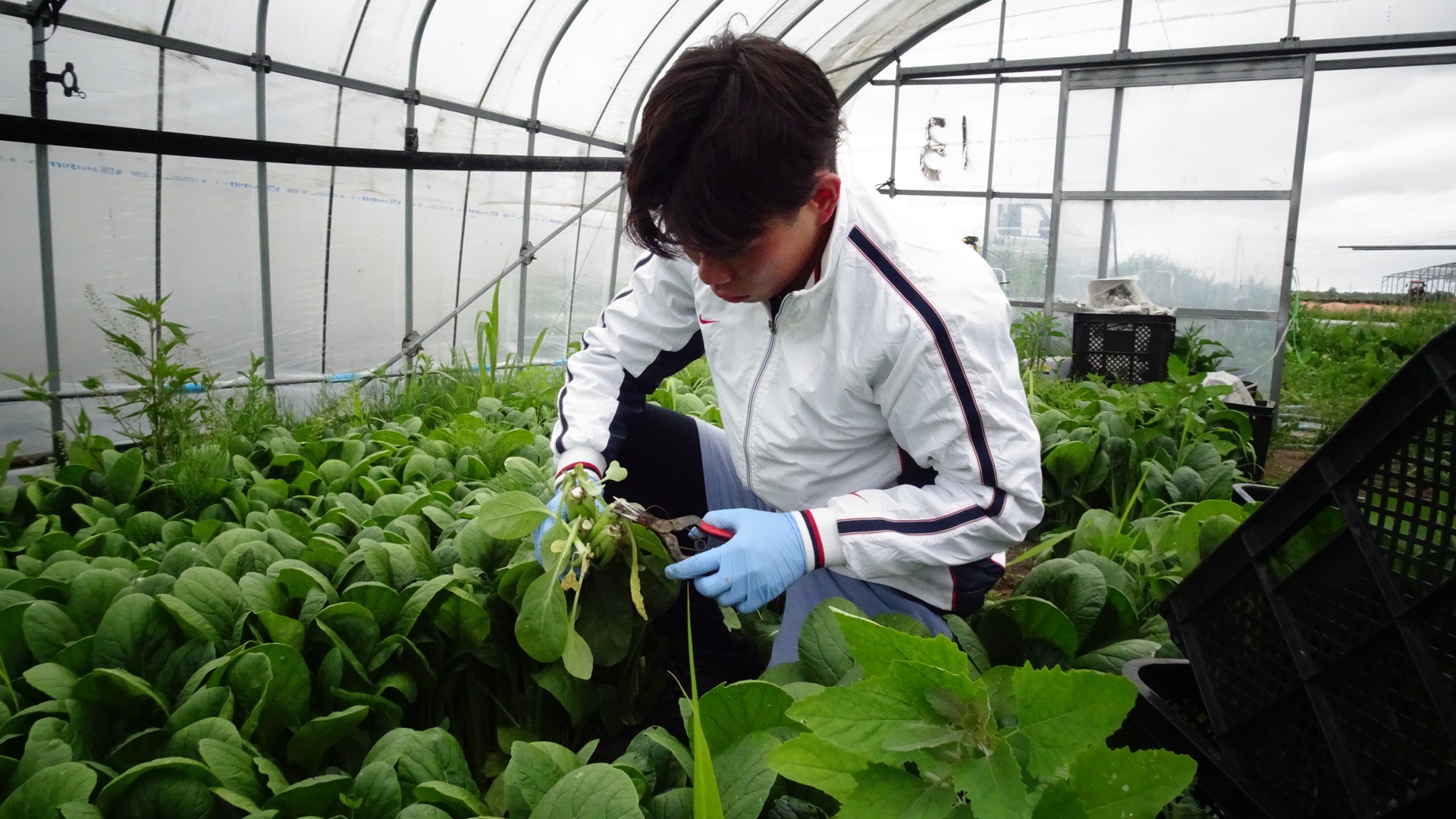 農家の畑で収穫を手伝うen FARM発起人の歌川工輝