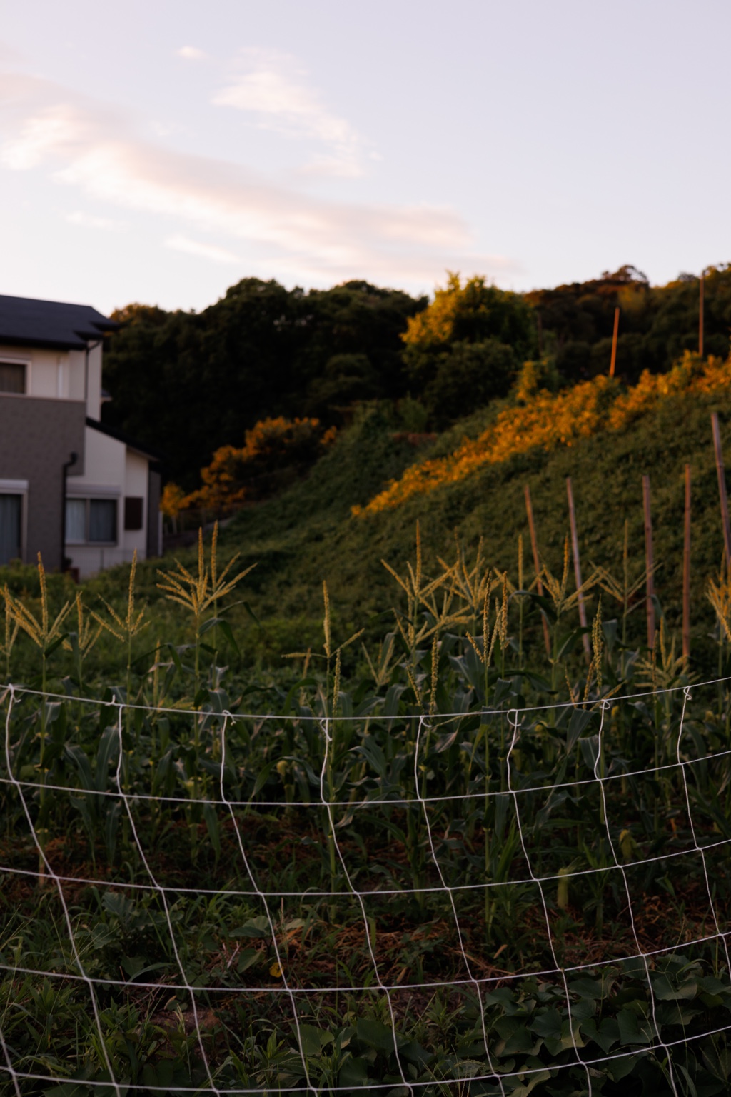 住宅のすぐ隣に広がるen FARMの畑と、夕日が差す周囲の緑